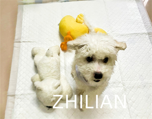 Pet Pad Training Pad Puppy Pad Machine 170 m / min